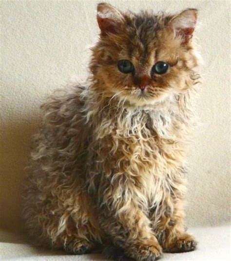 Have You Heard Of The Skookum Cat Breed If Not Dont Worry Well