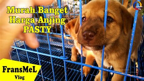 Murah !! Harga Anjing Lengkap Di Pasar Satwa PASTY Kota Jogja - YouTube