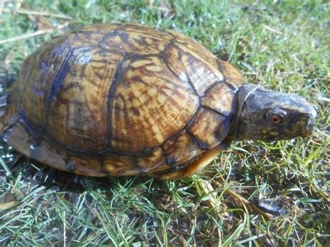 Eastern box turtle (terrapene carolina carolina). Gulf Coast box turtle - Alchetron, The Free Social ...