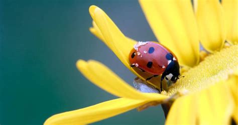 Tips And Tricks For Awesome Macro Photography
