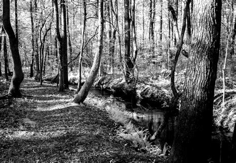 Creek Path Infrared Camera Henry County Georgia Neal Wellons Flickr
