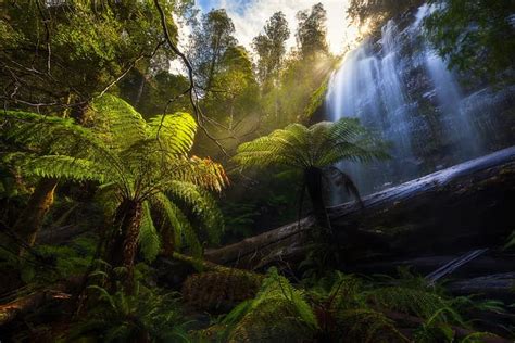 Forest Palm Trees Waterfall Australia Logs Tasmania Mount Field