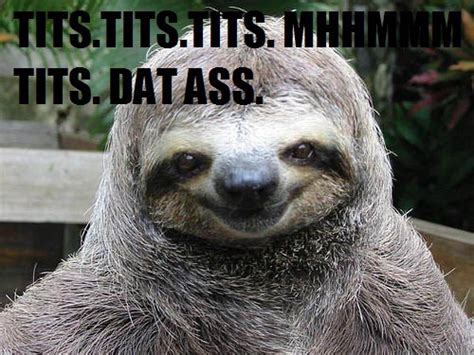 Funny Sloth On Tumblr