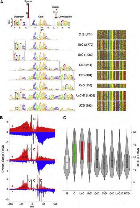 dna motifs associated with ctcf binding sites a left analysis of download scientific diagram