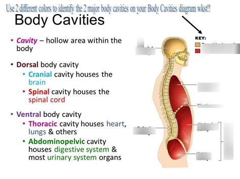 The Dorsal Body Cavity Is The Site Of Which Of The Following Quizlet