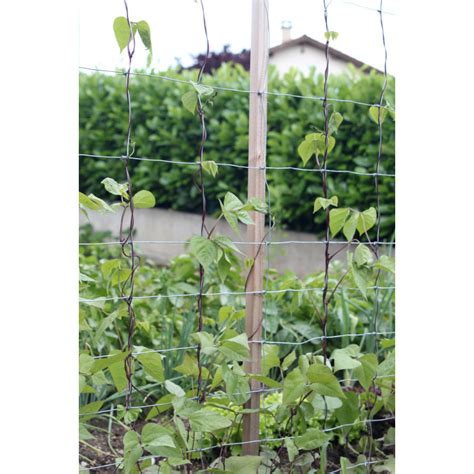 Grillage Pour Haricots Grimpants Jardin Et Saisons