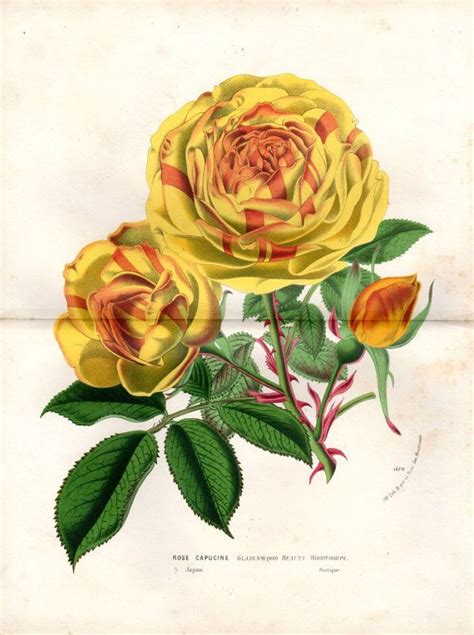 1879 Rose Antique Botanical Print Large By Antiquarianprints 6000