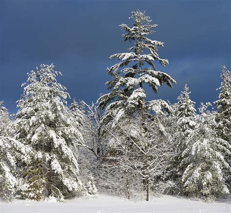 Snow Covered Evergreen Trees In Winter With Dark Sky In Marmora Photograph By Reimar Gaertner
