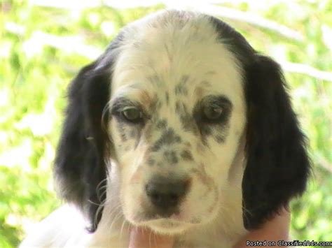 One female and four males, tricolor or white, black, and ticked.… we have english puppies for sale six male four female. Llewellin Setter Puppies for sale(WISCONSIN)Bondhu for ...