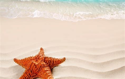 Wallpaper Sand Beach Summer Sea Beach Sea Nature Sand Starfish