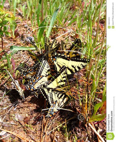 Glaucus De Tiger Swallowtails Papilio Foto De Archivo Imagen De Bicho