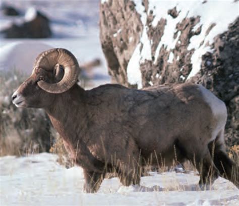Animal Facts Bighorn Sheep Canadian Geographic
