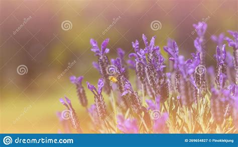 Sunset Over A Violet Lavender Field In Provence France Stock Image