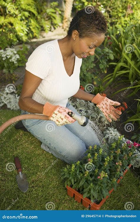 Woman Watering Plants In Garden Stock Photo Image Of American Growth