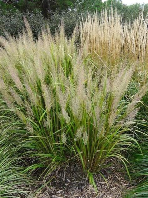 Korean Feather Reed Grass Calamagrostis Brachytricha From Growing Colors