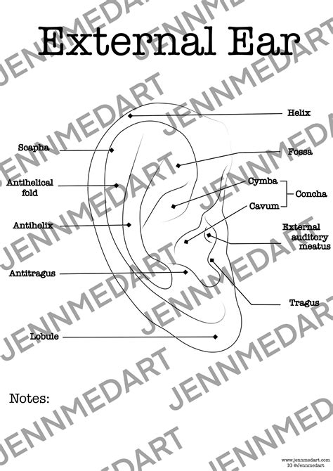 External Ear Anatomy Coloring Page Labeled Digital Download Auricle