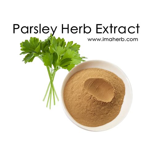 Parsley Herb Extractfactory Supply Parsley Stem Powder Extract For Sale
