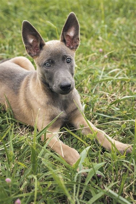 Belgian Malinois Puppy High Quality Animal Stock Photos ~ Creative Market