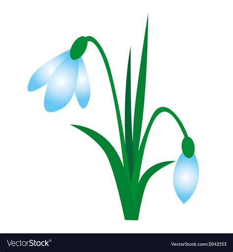 Download Snowdrop Royalty Free Vector Image - VectorStock