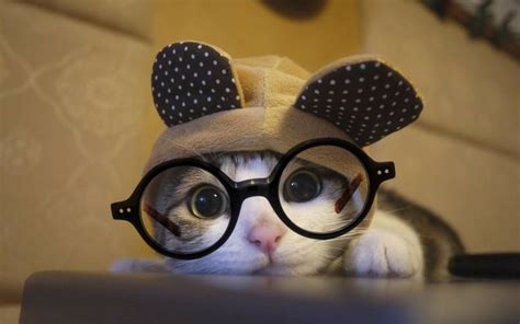 So Cute Cat Wear Ozealglasses Eyewear Eyeglasses