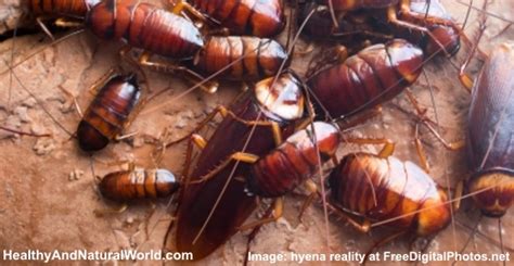 If it's so easy to kill a cockroach you find crawling along the floor, why is it so hard to get rid of these pests. How to Get Rid of Roaches Naturally and Cheaply