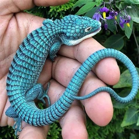 Earless Monitor Lizard And Other Real Life Mini Dragons Lizard