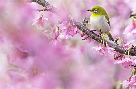 Photographing Japanese White Eyes Amongst The Cherry Blossom