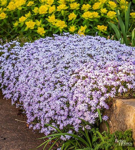 Ground Cover Full Sun Drought Tolerant Ground Cover Is Best