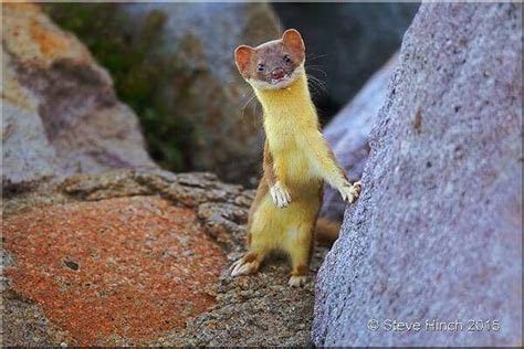Yellow Belly Weasel Animals Yellow Energizer