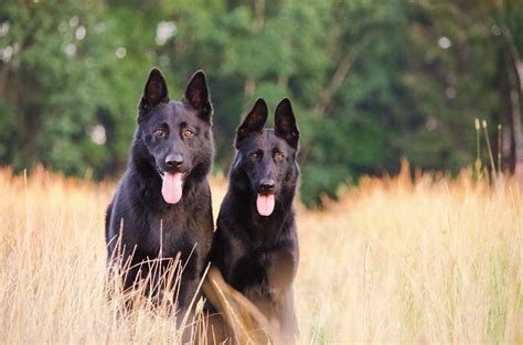 The Black German Shepherd Everything You Need To Know Animal Corner