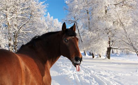 3 Strange But True Winter Horse Facts Horse Nation