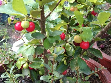 Barbados Cherry A Fast Growing Low Maintenance Potted Plant Cape Gazette