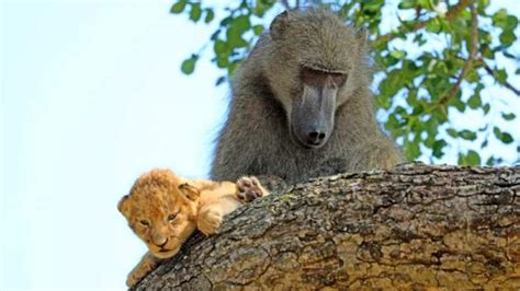 Male Baboon Adopts And Grooms Lion Cub