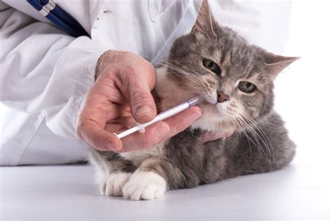 One thing that you must do after deworming your cat is to observe your cat's situation carefully. Würmer bei Katzen - Wurmarten, Vorbeugung und Behandlung ...