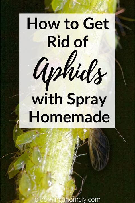 See more ideas about aphid spray homemade, aphid spray, insect spray. How to Get Rid of Aphids with Spray Homemade in 2020 | Get ...