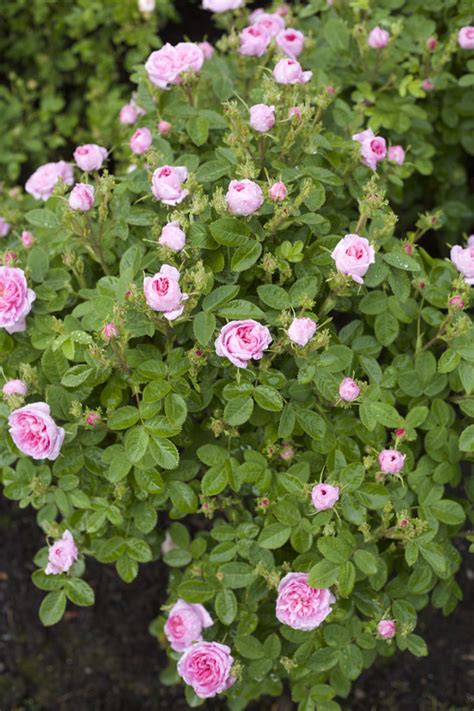 Visiting David Austin Garden Roses In England Flirty Fleurs The