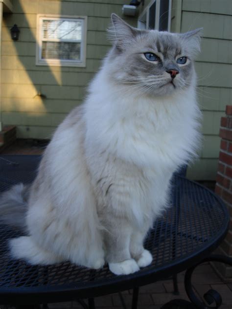 Blue Lynx Mitted Ragdoll Cat Learn More About Trigg Here