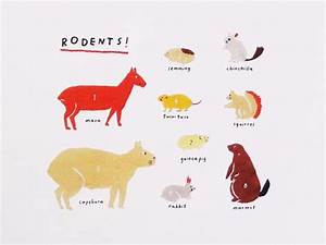Rodents Animal Chart By Furzechan On Etsy 30 00 Animals Rodents