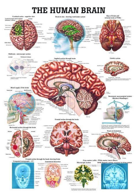 Brain Anatomy Poster Pack Laminated Human Brain Chart Medicine Quick