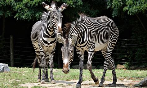 Top 125 Is Zebra A Wild Or Domestic Animal