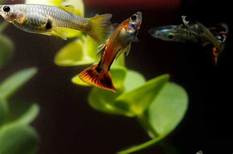 Guppy Fish Swimming Vertically Reasons And Solutions Pet Fish Online