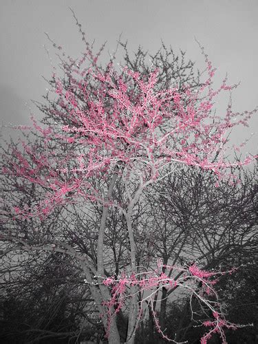 It is not even an exhaustive list. Pink flowering trees in Washington, D.C. | Pink flowering ...