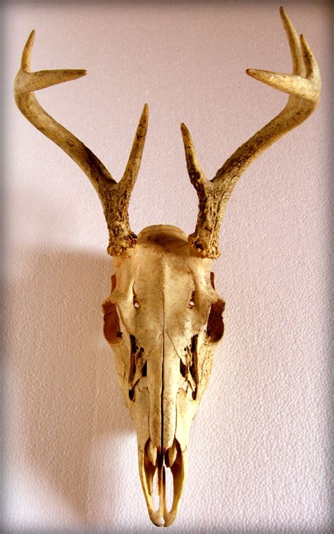 Deer Skull Goat Skull Deer Skulls Skull Anatomy