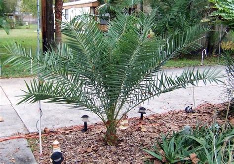The 25 Best Small Palm Trees Ideas On Pinterest
