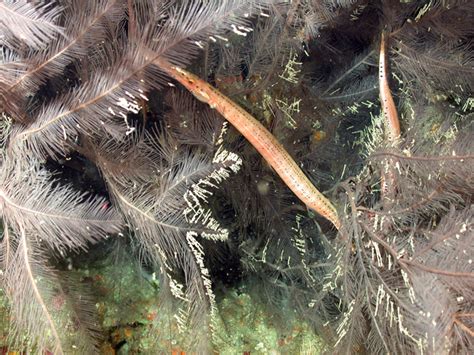 Flower Garden Banks National Marine Sanctuary Mesophotic Coral