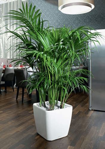 Maybe you would like to learn more about one of these? The Best Indoor Palm Trees