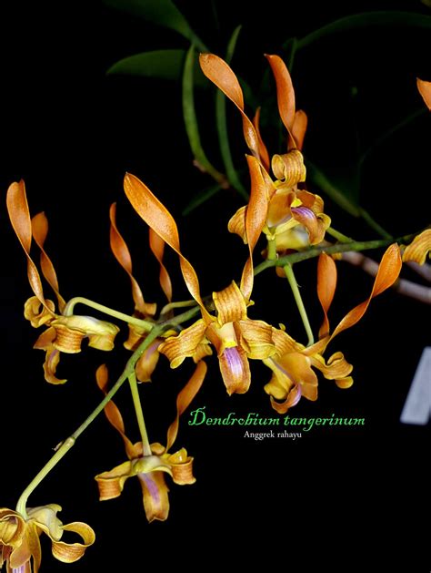 Dendrobium Willowbank Bess