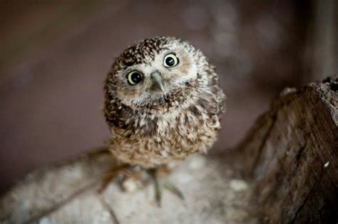Pin By Rivers Artworks On The Owl Blog Owl Baby Owls Baby Animals