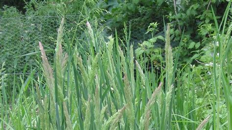 Velvet Grass Plant Britannica