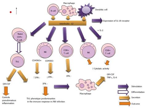 Role Of Cytokines And Other Factors Involved In The Mycobacterium